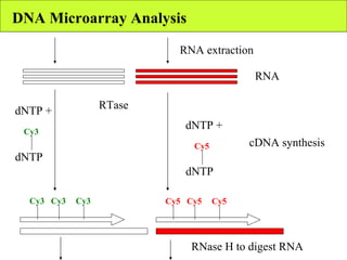 DNA Microarray Analysis RNA RNA extraction cDNA synthesis RTase dNTP + dNTP Cy3 dNTP + dNTP Cy5 Cy3 Cy3 Cy3 Cy5 Cy5 Cy5 RNase H to digest RNA 
