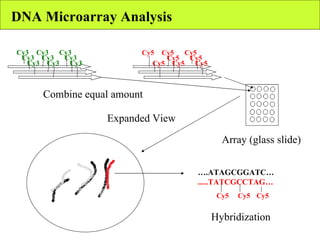 DNA Microarray Analysis Cy3 Cy3 Cy3 Cy5 Cy5 Cy5 Cy3 Cy3 Cy3 Cy3 Cy3 Cy3 Cy5 Cy5 Cy5 Cy5 Cy5 Cy5 Combine equal amount Array (glass slide) Expanded View … .ATAGCGGATC… .....TATCGCCTAG… Hybridization Cy5 Cy5 