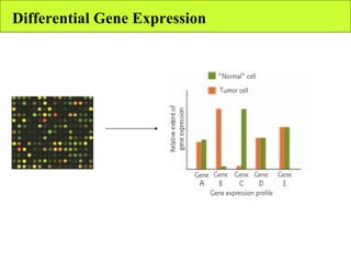 Differential Gene Expression 
