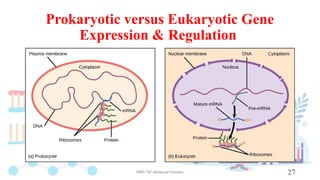 Gene Expression & Regulation in Eukaryotes.pptx