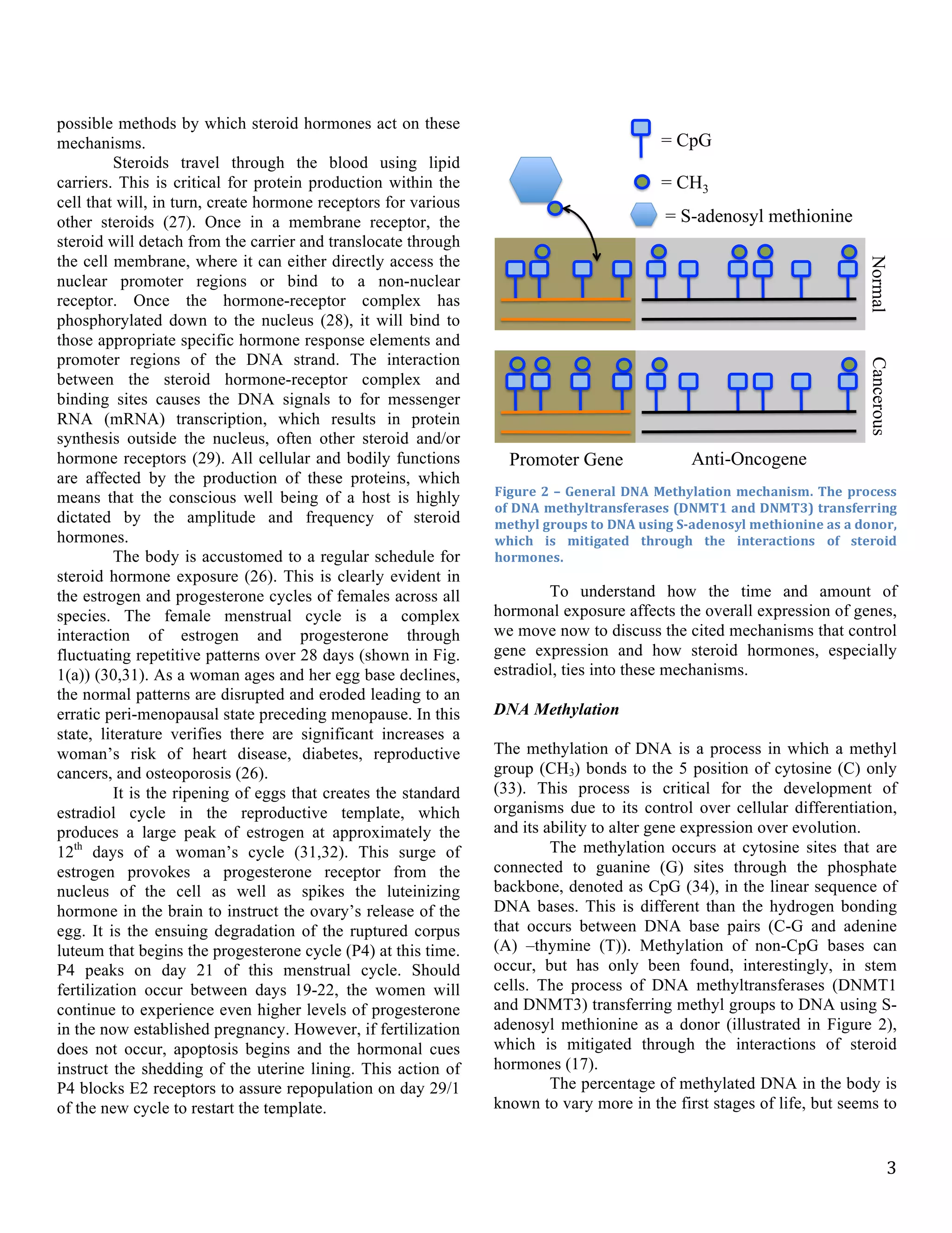   3	
  
possible methods by which steroid hormones act on these
mechanisms.
Steroids travel through the blood using lipid
carriers. This is critical for protein production within the
cell that will, in turn, create hormone receptors for various
other steroids (27). Once in a membrane receptor, the
steroid will detach from the carrier and translocate through
the cell membrane, where it can either directly access the
nuclear promoter regions or bind to a non-nuclear
receptor. Once the hormone-receptor complex has
phosphorylated down to the nucleus (28), it will bind to
those appropriate specific hormone response elements and
promoter regions of the DNA strand. The interaction
between the steroid hormone-receptor complex and
binding sites causes the DNA signals to for messenger
RNA (mRNA) transcription, which results in protein
synthesis outside the nucleus, often other steroid and/or
hormone receptors (29). All cellular and bodily functions
are affected by the production of these proteins, which
means that the conscious well being of a host is highly
dictated by the amplitude and frequency of steroid
hormones.
The body is accustomed to a regular schedule for
steroid hormone exposure (26). This is clearly evident in
the estrogen and progesterone cycles of females across all
species. The female menstrual cycle is a complex
interaction of estrogen and progesterone through
fluctuating repetitive patterns over 28 days (shown in Fig.
1(a)) (30,31). As a woman ages and her egg base declines,
the normal patterns are disrupted and eroded leading to an
erratic peri-menopausal state preceding menopause. In this
state, literature verifies there are significant increases a
woman’s risk of heart disease, diabetes, reproductive
cancers, and osteoporosis (26).
It is the ripening of eggs that creates the standard
estradiol cycle in the reproductive template, which
produces a large peak of estrogen at approximately the
12th
days of a woman’s cycle (31,32). This surge of
estrogen provokes a progesterone receptor from the
nucleus of the cell as well as spikes the luteinizing
hormone in the brain to instruct the ovary’s release of the
egg. It is the ensuing degradation of the ruptured corpus
luteum that begins the progesterone cycle (P4) at this time.
P4 peaks on day 21 of this menstrual cycle. Should
fertilization occur between days 19-22, the women will
continue to experience even higher levels of progesterone
in the now established pregnancy. However, if fertilization
does not occur, apoptosis begins and the hormonal cues
instruct the shedding of the uterine lining. This action of
P4 blocks E2 receptors to assure repopulation on day 29/1
of the new cycle to restart the template.
To understand how the time and amount of
hormonal exposure affects the overall expression of genes,
we move now to discuss the cited mechanisms that control
gene expression and how steroid hormones, especially
estradiol, ties into these mechanisms.
DNA Methylation
The methylation of DNA is a process in which a methyl
group (CH3) bonds to the 5 position of cytosine (C) only
(33). This process is critical for the development of
organisms due to its control over cellular differentiation,
and its ability to alter gene expression over evolution.
The methylation occurs at cytosine sites that are
connected to guanine (G) sites through the phosphate
backbone, denoted as CpG (34), in the linear sequence of
DNA bases. This is different than the hydrogen bonding
that occurs between DNA base pairs (C-G and adenine
(A) –thymine (T)). Methylation of non-CpG bases can
occur, but has only been found, interestingly, in stem
cells. The process of DNA methyltransferases (DNMT1
and DNMT3) transferring methyl groups to DNA using S-
adenosyl methionine as a donor (illustrated in Figure 2),
which is mitigated through the interactions of steroid
hormones (17).
The percentage of methylated DNA in the body is
known to vary more in the first stages of life, but seems to
= CpG
= CH3
Promoter Gene Anti-Oncogene
NormalCancerous
= S-adenosyl methionine
Figure	
  2	
  –	
  General	
  DNA	
  Methylation	
  mechanism.	
  The	
  process	
  
of	
  DNA	
  methyltransferases	
  (DNMT1	
  and	
  DNMT3)	
  transferring	
  
methyl	
  groups	
  to	
  DNA	
  using	
  S-­‐adenosyl	
  methionine	
  as	
  a	
  donor,	
  
which	
   is	
   mitigated	
   through	
   the	
   interactions	
   of	
   steroid	
  
hormones.	
  	
  	
  
 