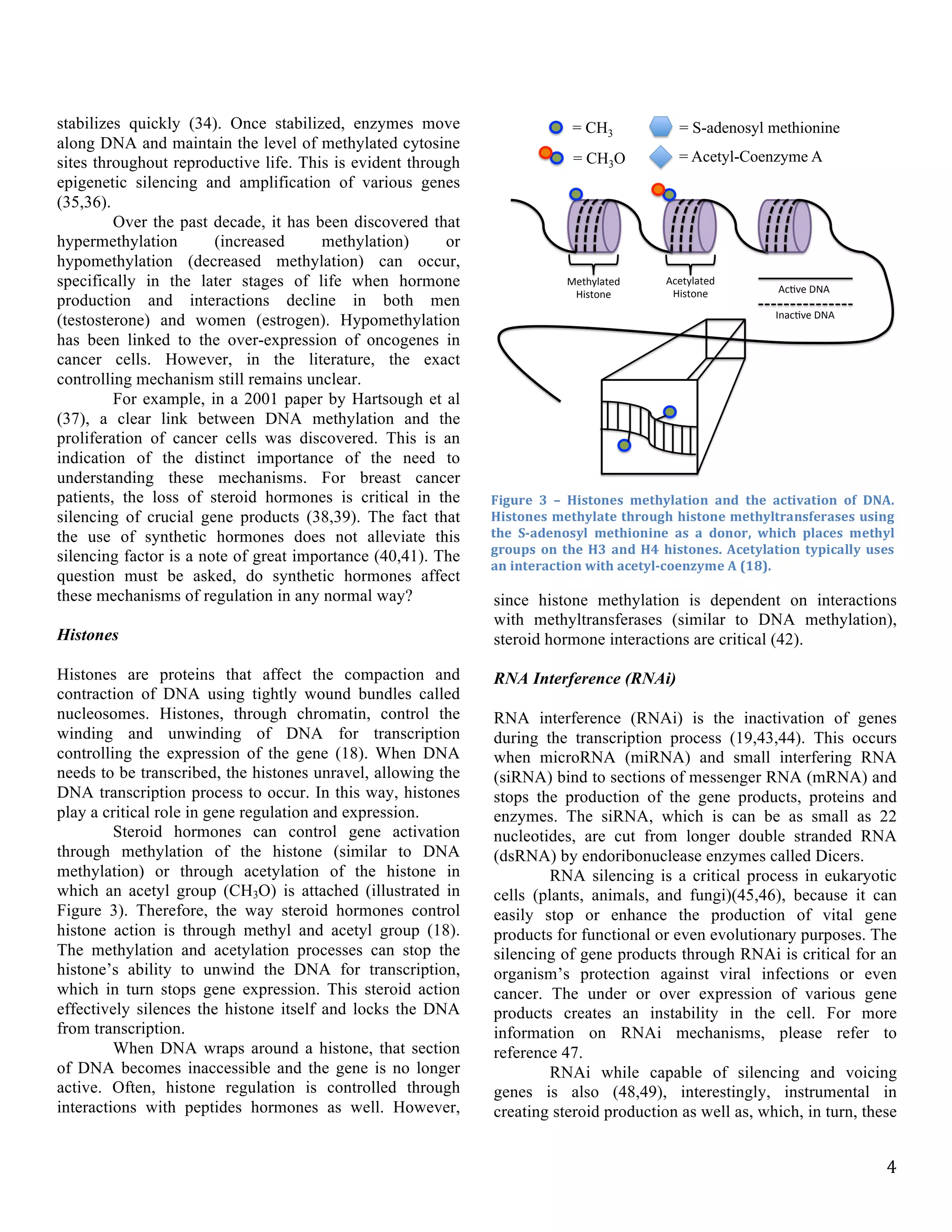   4	
  
stabilizes quickly (34). Once stabilized, enzymes move
along DNA and maintain the level of methylated cytosine
sites throughout reproductive life. This is evident through
epigenetic silencing and amplification of various genes
(35,36).
Over the past decade, it has been discovered that
hypermethylation (increased methylation) or
hypomethylation (decreased methylation) can occur,
specifically in the later stages of life when hormone
production and interactions decline in both men
(testosterone) and women (estrogen). Hypomethylation
has been linked to the over-expression of oncogenes in
cancer cells. However, in the literature, the exact
controlling mechanism still remains unclear.
For example, in a 2001 paper by Hartsough et al
(37), a clear link between DNA methylation and the
proliferation of cancer cells was discovered. This is an
indication of the distinct importance of the need to
understanding these mechanisms. For breast cancer
patients, the loss of steroid hormones is critical in the
silencing of crucial gene products (38,39). The fact that
the use of synthetic hormones does not alleviate this
silencing factor is a note of great importance (40,41). The
question must be asked, do synthetic hormones affect
these mechanisms of regulation in any normal way?
Histones
Histones are proteins that affect the compaction and
contraction of DNA using tightly wound bundles called
nucleosomes. Histones, through chromatin, control the
winding and unwinding of DNA for transcription
controlling the expression of the gene (18). When DNA
needs to be transcribed, the histones unravel, allowing the
DNA transcription process to occur. In this way, histones
play a critical role in gene regulation and expression.
Steroid hormones can control gene activation
through methylation of the histone (similar to DNA
methylation) or through acetylation of the histone in
which an acetyl group (CH3O) is attached (illustrated in
Figure 3). Therefore, the way steroid hormones control
histone action is through methyl and acetyl group (18).
The methylation and acetylation processes can stop the
histone’s ability to unwind the DNA for transcription,
which in turn stops gene expression. This steroid action
effectively silences the histone itself and locks the DNA
from transcription.
When DNA wraps around a histone, that section
of DNA becomes inaccessible and the gene is no longer
active. Often, histone regulation is controlled through
interactions with peptides hormones as well. However,
since histone methylation is dependent on interactions
with methyltransferases (similar to DNA methylation),
steroid hormone interactions are critical (42).
RNA Interference (RNAi)
RNA interference (RNAi) is the inactivation of genes
during the transcription process (19,43,44). This occurs
when microRNA (miRNA) and small interfering RNA
(siRNA) bind to sections of messenger RNA (mRNA) and
stops the production of the gene products, proteins and
enzymes. The siRNA, which is can be as small as 22
nucleotides, are cut from longer double stranded RNA
(dsRNA) by endoribonuclease enzymes called Dicers.
RNA silencing is a critical process in eukaryotic
cells (plants, animals, and fungi)(45,46), because it can
easily stop or enhance the production of vital gene
products for functional or even evolutionary purposes. The
silencing of gene products through RNAi is critical for an
organism’s protection against viral infections or even
cancer. The under or over expression of various gene
products creates an instability in the cell. For more
information on RNAi mechanisms, please refer to
reference 47.
RNAi while capable of silencing and voicing
genes is also (48,49), interestingly, instrumental in
creating steroid production as well as, which, in turn, these
Figure	
   3	
   –	
   Histones	
   methylation	
   and	
   the	
   activation	
   of	
   DNA.	
  
Histones	
  methylate	
  through	
  histone	
  methyltransferases	
  using	
  
the	
   S-­‐adenosyl	
   methionine	
   as	
   a	
   donor,	
   which	
   places	
   methyl	
  
groups	
   on	
   the	
  H3	
   and	
  H4	
  histones.	
  Acetylation	
  typically	
  uses	
  
an	
  interaction	
  with	
  acetyl-­‐coenzyme	
  A	
  (18).
= CH3
= CH3O
Methylated)
Histone)
Acetylated)
Histone)
= S-adenosyl methionine
= Acetyl-Coenzyme A
Ac1ve)DNA)
Inac1ve)DNA)
 