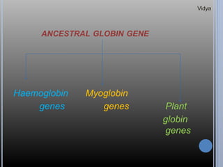 ANCESTRAL GLOBIN GENE
Haemoglobin Myoglobin
genes genes Plant
globin
genes
Vidya
 