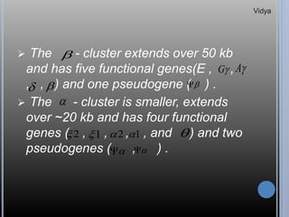  The - cluster extends over 50 kb
and has five functional genes(E , ,
, , ) and one pseudogene ( ) .
 The - cluster is smaller, extends
over ~20 kb and has four functional
genes ( , , , , and ) and two
pseudogenes ( , ) .

G A
 

2 1 2 1 
 

Vidya
 