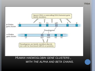 HUMAN HAEMOGLOBIN GENE CLUSTERS ,
WITH THE ALPHA AND BETA CHAINS.
Vidya
 