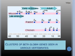 CLUSTERS OF BETA GLOBIN GENES SEEN IN
VARIOUS VERTEBRATES.
Vidya
 