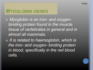 MYOGLOBIN GENES
 Myoglobin is an iron- and oxygen-
binding protein found in the muscle
tissue of vertebrates in general and in
almost all mammals.
 It is related to haemoglobin, which is
the iron- and oxygen- binding protein
in blood, specifically in the red blood
cells.
Vidya
 