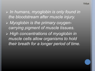  In humans, myoglobin is only found in
the bloodstream after muscle injury.
 Myoglobin is the primary oxygen-
carrying pigment of muscle tissues.
 High concentrations of myoglobin in
muscle cells allow organisms to hold
their breath for a longer period of time.
Vidya
 