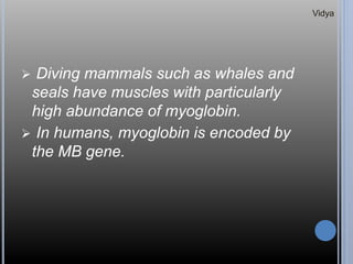  Diving mammals such as whales and
seals have muscles with particularly
high abundance of myoglobin.
 In humans, myoglobin is encoded by
the MB gene.
Vidya
 
