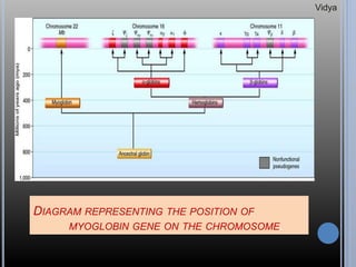 DIAGRAM REPRESENTING THE POSITION OF
MYOGLOBIN GENE ON THE CHROMOSOME.
Vidya
 