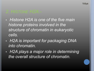 2. HISTONE H2A:-
• Histone H2A is one of the five main
histone proteins involved in the
structure of chromatin in eukaryotic
cells.
• H2A is important for packaging DNA
into chromatin.
• H2A plays a major role in determining
the overall structure of chromatin.
Vidya
 
