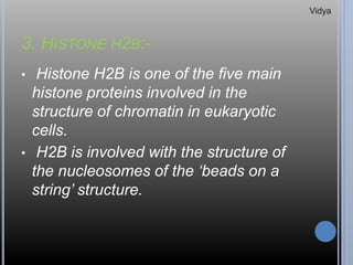 3. HISTONE H2B:-
• Histone H2B is one of the five main
histone proteins involved in the
structure of chromatin in eukaryotic
cells.
• H2B is involved with the structure of
the nucleosomes of the ‘beads on a
string’ structure.
Vidya
 