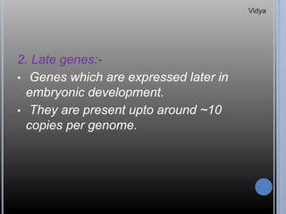 2. Late genes:-
• Genes which are expressed later in
embryonic development.
• They are present upto around ~10
copies per genome.
Vidya
 