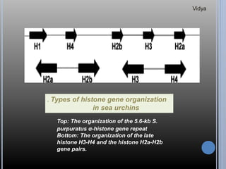 . Types of histone gene organization
in sea urchins
Top: The organization of the 5.6-kb S.
purpuratus α-histone gene repeat
Bottom: The organization of the late
histone H3-H4 and the histone H2a-H2b
gene pairs.
Vidya
 