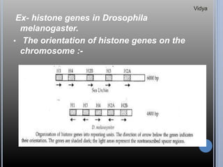 Ex- histone genes in Drosophila
melanogaster.
• The orientation of histone genes on the
chromosome :-
Vidya
 