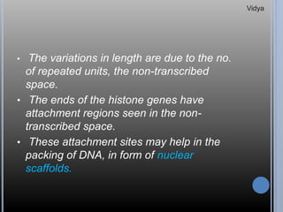 • The variations in length are due to the no.
of repeated units, the non-transcribed
space.
• The ends of the histone genes have
attachment regions seen in the non-
transcribed space.
• These attachment sites may help in the
packing of DNA, in form of nuclear
scaffolds.
Vidya
 