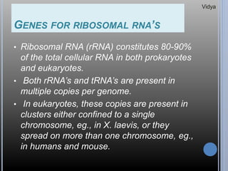 GENES FOR RIBOSOMAL RNA’S
• Ribosomal RNA (rRNA) constitutes 80-90%
of the total cellular RNA in both prokaryotes
and eukaryotes.
• Both rRNA’s and tRNA’s are present in
multiple copies per genome.
• In eukaryotes, these copies are present in
clusters either confined to a single
chromosome, eg., in X. laevis, or they
spread on more than one chromosome, eg.,
in humans and mouse.
Vidya
 