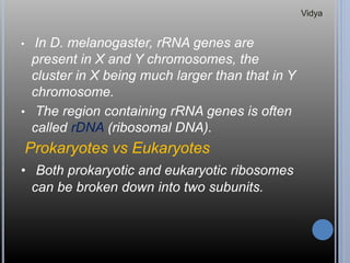• In D. melanogaster, rRNA genes are
present in X and Y chromosomes, the
cluster in X being much larger than that in Y
chromosome.
• The region containing rRNA genes is often
called rDNA (ribosomal DNA).
Prokaryotes vs Eukaryotes
• Both prokaryotic and eukaryotic ribosomes
can be broken down into two subunits.
Vidya
 