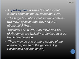 • In prokaryotes, a small 30S ribosomal
subunit contains the 5S ribosomal RNA.
• The large 50S ribosomal subunit contains
two rRNA species (the 16S and 23S
ribosomal RNAs).
• Bacterial 16S rRNA, 23S rRNA and 5S
rRNA genes are typically organised as a co-
transcribed operon.
• There may be one or more copies of the
operon dispersed in the genome. Eg.,
Escherichia coli has seven).
Vidya
 