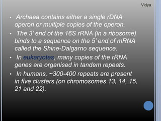• Archaea contains either a single rDNA
operon or multiple copies of the operon.
• The 3’ end of the 16S rRNA (in a ribosome)
binds to a sequence on the 5’ end of mRNA
called the Shine-Dalgarno sequence.
• In eukaryotes, many copies of the rRNA
genes are organised in tandem repeats.
• In humans, ~300-400 repeats are present
in five clusters (on chromosomes 13, 14, 15,
21 and 22).
Vidya
 