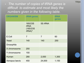 • The number of copies of tRNA genes is
difficult to estimate and most likely the
numbers given in the following table.
ORGANISM rRNA genes tRNA
genes
18S/23S
rRNA
(16S/23S
rRNA)*
5S rRNA
E.Coli 7 7 60
Yeast 140 140 250
Drosophila
X chromosome 250
Y chromosome 150
Human 280 2,000 1,300
Xenopus laevis 450 24,000 1,150
Vidya
 