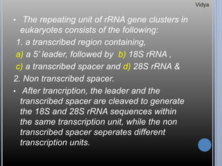 • The repeating unit of rRNA gene clusters in
eukaryotes consists of the following:
1. a transcribed region containing,
a) a 5’ leader, followed by b) 18S rRNA ,
c) a transcribed spacer and d) 28S rRNA &
2. Non transcribed spacer.
• After trancription, the leader and the
transcribed spacer are cleaved to generate
the 18S and 28S rRNA sequences within
the same transcription unit, while the non
transcribed spacer seperates different
transcription units.
Vidya
 
