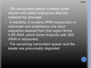 • The transcribed spacer contains some
shorter and useful sequences that are
released by cleavage.
• In bacteria, it contains tRNA sequences, in
mammals and amphibians one short
sequence cleaved from this region forms
5.8S RNA, which forms H-bonds with 28S
rRNA in ribosomes.
• The remaining transcribed spacer and the
leader are presumably degraded.
Vidya
 