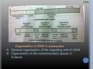 Organisation of rDNA in eukaryotes.
A. General organisation of the repeating unit of rDNA
B. Organisation of the nontranscribed spacer in
X.laevis.
Vidya
 