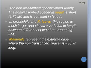 • The non transcribed spacer varies widely.
The nontranscribed spacer in yeast is short
(1.75 kb) and is constant in length.
• In drosophila and X. laevis, this region is
much larger and shows a variation in length
between different copies of the repeating
unit.
• Mammals represent the extreme case,
where the non transcribed spacer is ~30 kb
long.
Vidya
 