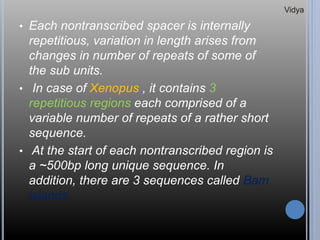 • Each nontranscribed spacer is internally
repetitious, variation in length arises from
changes in number of repeats of some of
the sub units.
• In case of Xenopus , it contains 3
repetitious regions each comprised of a
variable number of repeats of a rather short
sequence.
• At the start of each nontranscribed region is
a ~500bp long unique sequence. In
addition, there are 3 sequences called Bam
islands.
Vidya
 