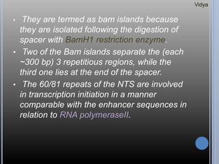 • They are termed as bam islands because
they are isolated following the digestion of
spacer with BamH1 restriction enzyme.
• Two of the Bam islands separate the (each
~300 bp) 3 repetitious regions, while the
third one lies at the end of the spacer.
• The 60/81 repeats of the NTS are involved
in transcription initiation in a manner
comparable with the enhancer sequences in
relation to RNA polymeraseII.
Vidya
 