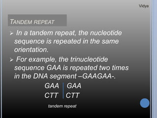 TANDEM REPEAT
 In a tandem repeat, the nucleotide
sequence is repeated in the same
orientation.
 For example, the trinucleotide
sequence GAA is repeated two times
in the DNA segment –GAAGAA-.
GAA GAA
CTT CTT
tandem repeat
Vidya
 