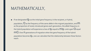 MATHEMATICALLY,
■ If we designated qo as the initial gene frequency in the recipient, or hybrid,
population, Qas the frequency of the same allele in the migrant population, and m
as the proportion of newly introduced genes each generation, the allele frequency in
the hybrid population will experience a loss of qo equal to mqo and a gain Qequal
mQ. Over ngenerations of migration when the gene frequency of the hybrid
population becomes qo, one can calculate that the relationship between these factors
reach:
 