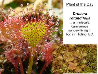Plant of the Day
Drosera
rotundifolia
... a miniscule,
carnivorous
sundew living in
bogs in Tofino, BC.
 