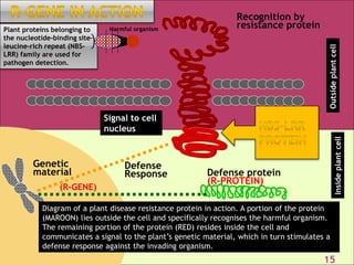 Gene for gene system in plant fungus interaction | PPTX