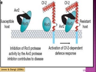 Gene for gene system in plant fungus interaction | PPTX