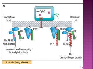 Gene for gene system in plant fungus interaction | PPTX