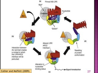 Gene for gene system in plant fungus interaction | PPTX