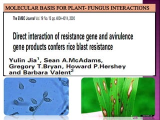 Gene for gene system in plant fungus interaction | PPTX