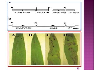 Gene for gene system in plant fungus interaction | PPTX