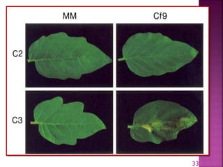 Gene for gene system in plant fungus interaction | PPTX