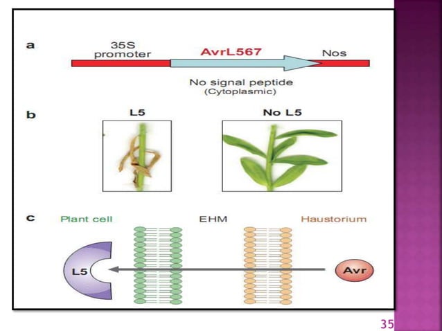 Gene for gene system in plant fungus interaction | PPTX | Gardening ...
