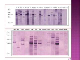 Gene for gene system in plant fungus interaction | PPTX