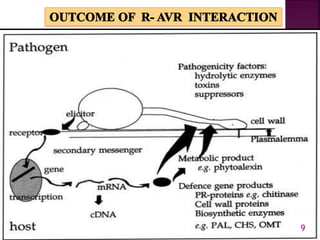 Gene for gene system in plant fungus interaction | PPTX