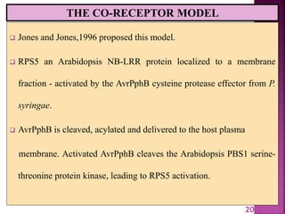 THE CO-RECEPTOR MODEL
 Jones and Jones,1996 proposed this model.
 RPS5 an Arabidopsis NB-LRR protein localized to a membrane
fraction - activated by the AvrPphB cysteine protease effector from P.
syringae.
 AvrPphB is cleaved, acylated and delivered to the host plasma
membrane. Activated AvrPphB cleaves the Arabidopsis PBS1 serine-
threonine protein kinase, leading to RPS5 activation.
20
 