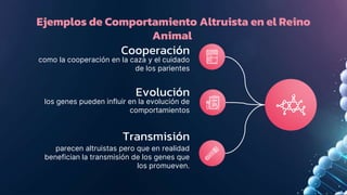 Ejemplos de Comportamiento Altruista en el Reino
Animal
los genes pueden influir en la evolución de
comportamientos
Cooperación
como la cooperación en la caza y el cuidado
de los parientes
Evolución
Transmisión
parecen altruistas pero que en realidad
benefician la transmisión de los genes que
los promueven.
 