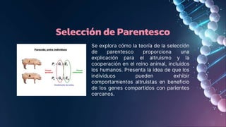 Selección de Parentesco
Se explora cómo la teoría de la selección
de parentesco proporciona una
explicación para el altruismo y la
cooperación en el reino animal, incluidos
los humanos. Presenta la idea de que los
individuos pueden exhibir
comportamientos altruistas en beneficio
de los genes compartidos con parientes
cercanos.
 