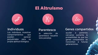 El Altruismo
Individuos
Los individuos muestran
comportamientos que
pueden parecer
perjudiciales para su
propia aptitud biológica.
Parentesco
la selección de
parentesco resuelve
esta paradoja
Genes compartidos
ayudar a parientes
cercanos aumenta la
probabilidad de que los
genes compartidos se
transmitan a futuras
generaciones.
 