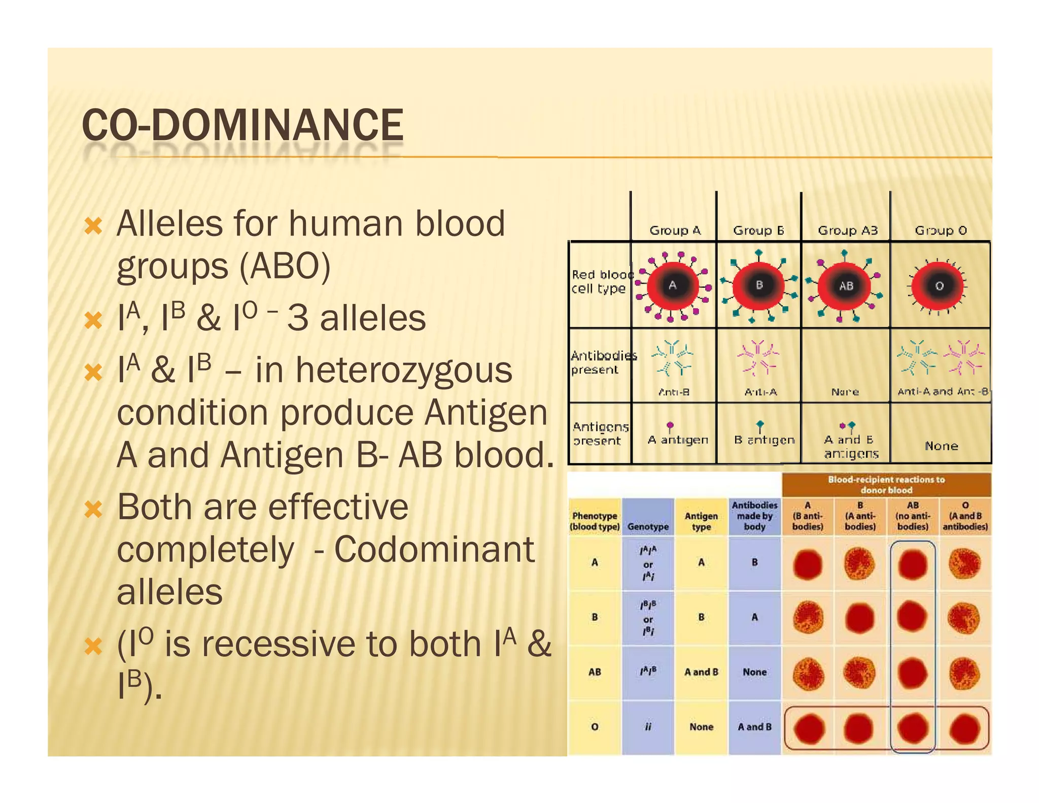 CO-DOMINANCE

 Alleles for human blood
 groups (ABO)
 IA, IB  IO – 3 alleles
 IA  IB – in heterozygous
 condition produce Antigen
 A and Antigen B- AB blood.
 Both are effective
 completely - Codominant
 alleles
 (IO is recessive to both IA 
 IB).
 