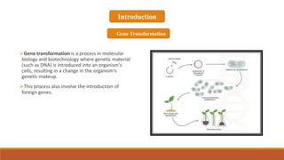 Gene Transformation Process Modern Gene insertion methods - How gene is transferred into plant | PPTX